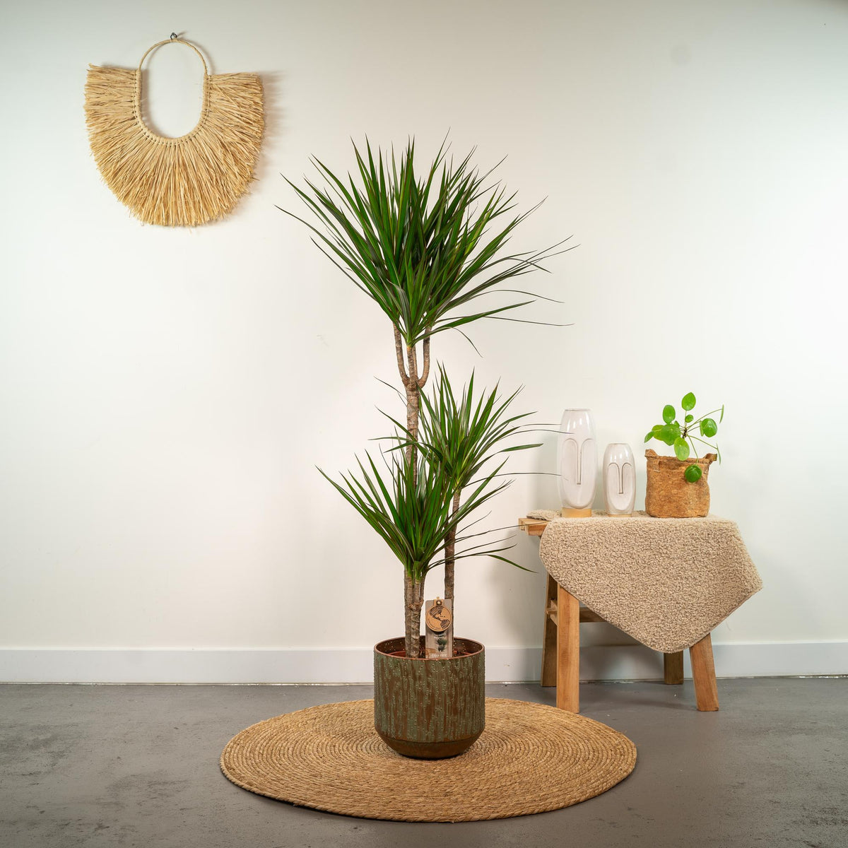 Dracaena Marginata - Ø21cm - ↕110cm