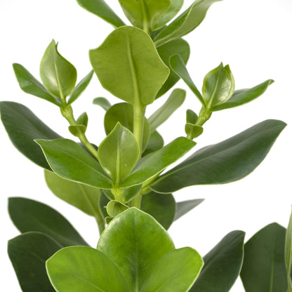Clusia Rosea Princess - Ø17cm - ↕60cm