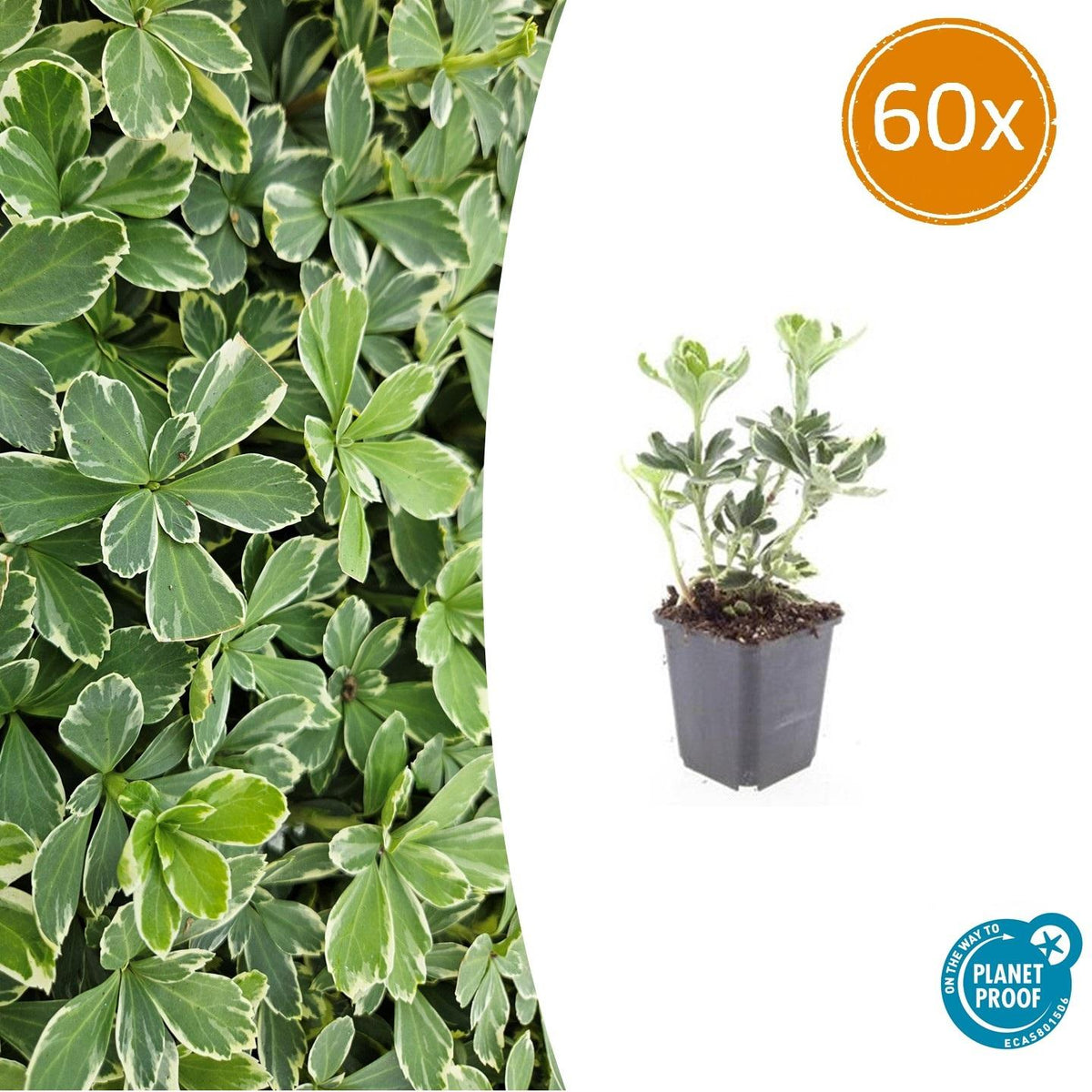 60x Pachysandra term. 'Variegata' - ↕10-25cm - Ø9cm