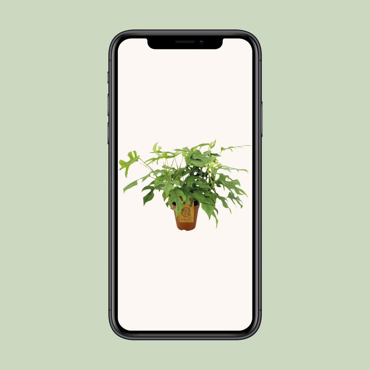 Monstera Minima - Ø15cm - ↕40cm
