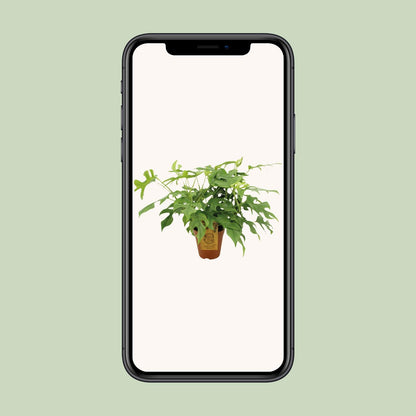 Monstera Minima - Ø15cm - ↕40cm