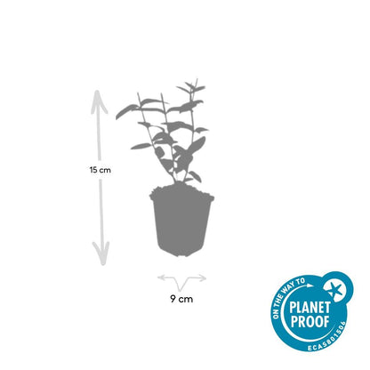 6x Hypericum inodorum - ↕10-25cm - Ø9cm