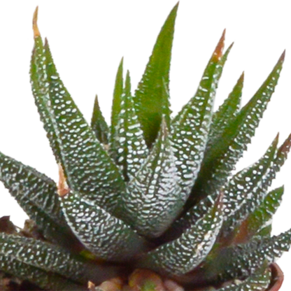 Gasteria/Haworthia mix 5,5cm - 5x - in terracotta pot