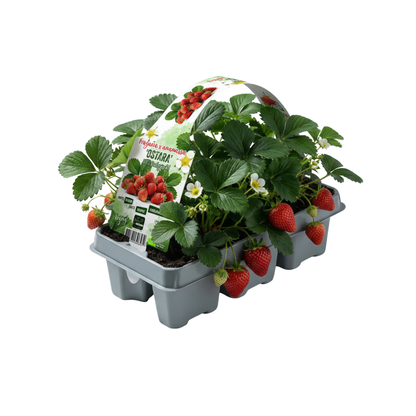 Aardbeien 6 pack (Fragaria) 100% biologisch 8x