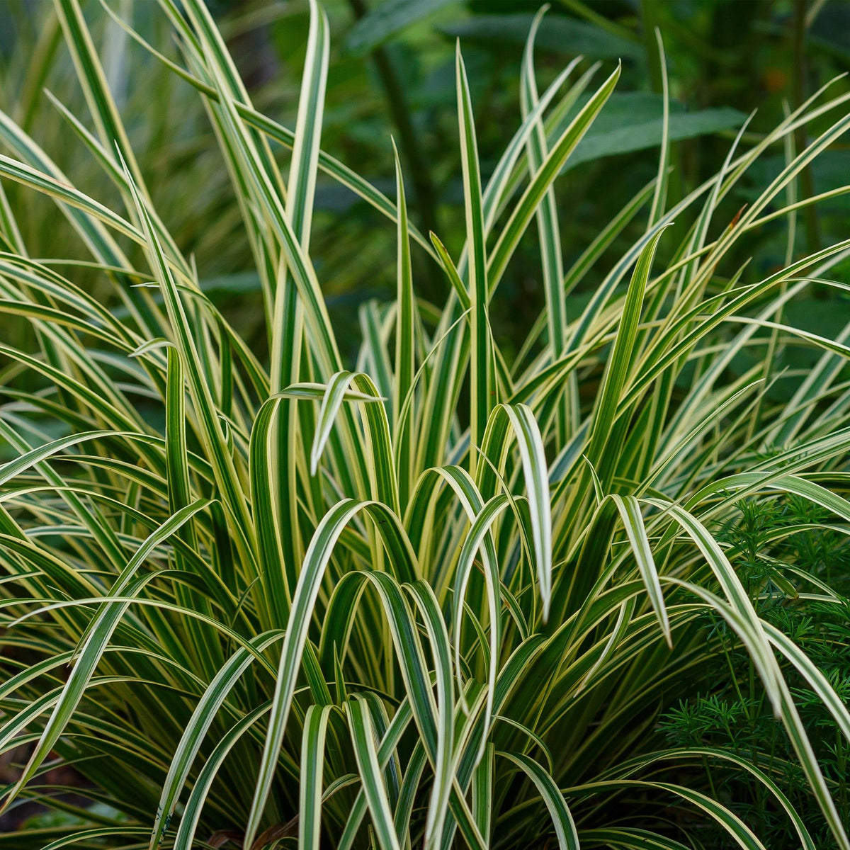 Siergrassen - Carex morrowii Ice Dance  - Wit & Groen - 1 Planten - Groenblijvend - Winterhard - Pot 17cm Hoogte 50cm