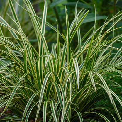 Siergrassen - Carex morrowii Ice Dance  - Wit & Groen - 1 Planten - Groenblijvend - Winterhard - Pot 17cm Hoogte 50cm