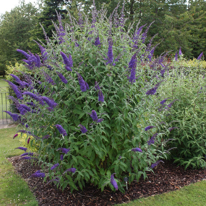 Tuinplant - Buddleja davidii Empire Blue - Vlinderstruik - Winterhard - Blauw - 1 Plant - Pot 17cm - Hoogte 45cm