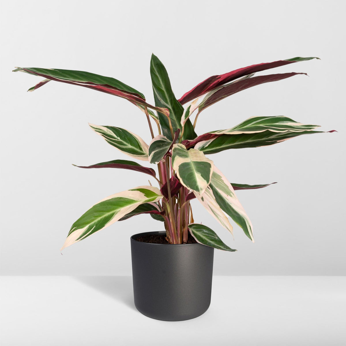 Calathea Triostar - Pauwenplant - Ø19cm - ↕70cm