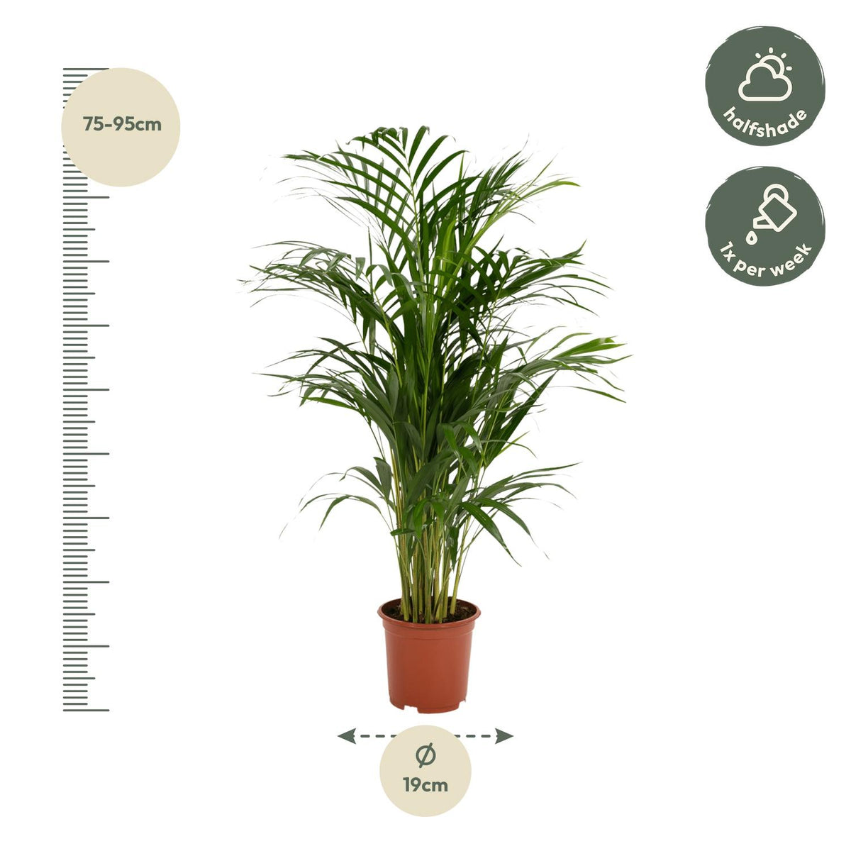 Areca palm - Ø17cm - ↕70cm