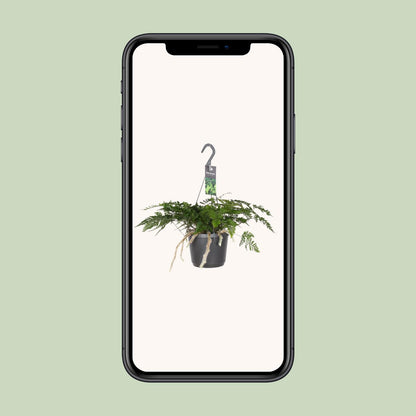 Humata Tyermannii - Ø17cm - ↕20cm