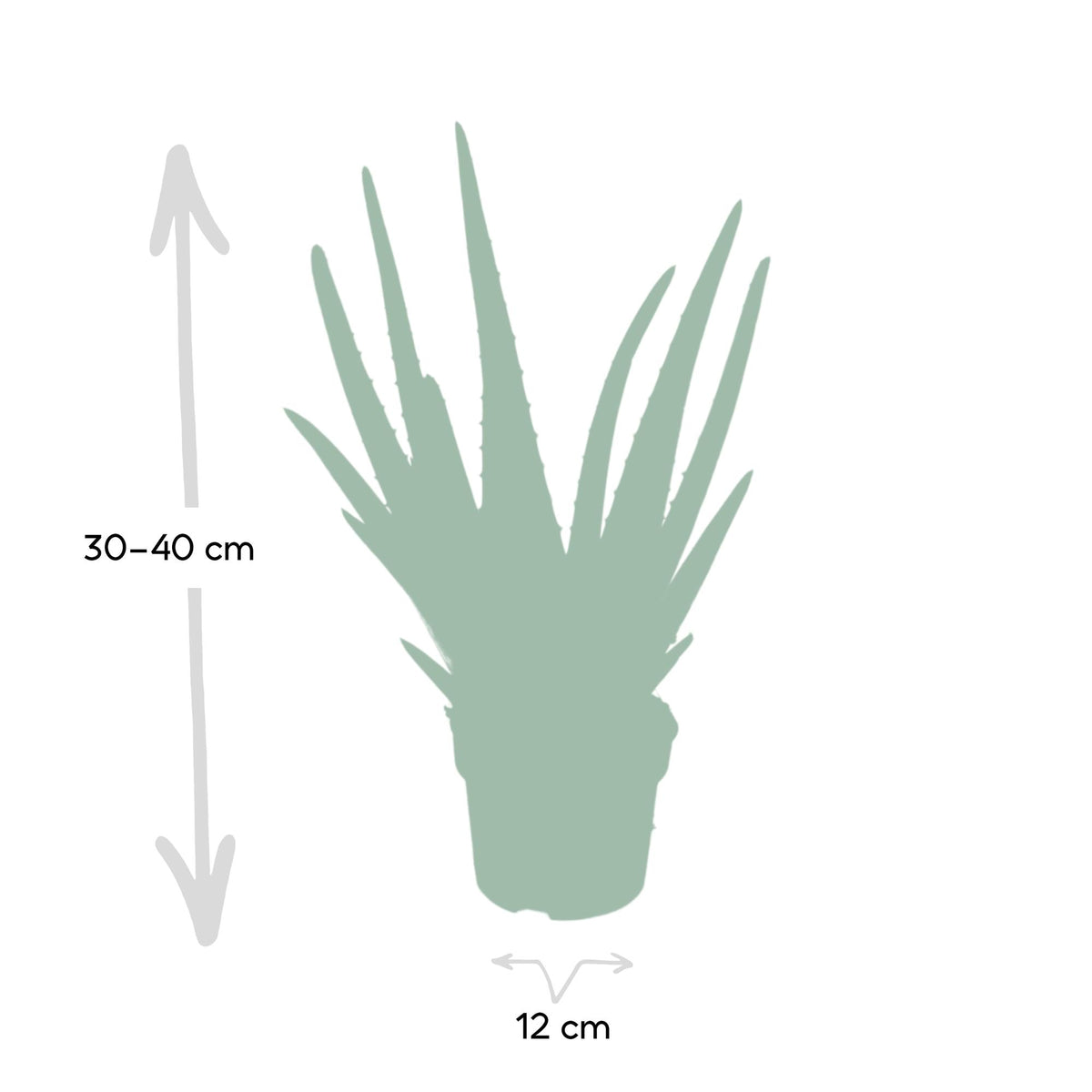 Aloe vera - Ø12cm - ↕40cm - Ø12 - ↨40cm