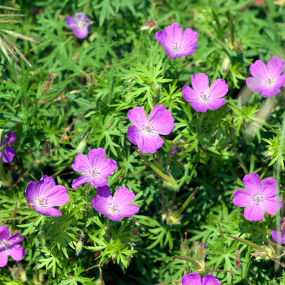 12x Geranium sanguineum - ↕10-25cm - Ø9cm