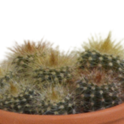 Cactus mix 5.5 cm - 5x - in terracotta pot