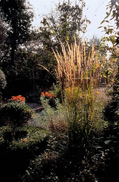 12x Calamagrostis acut. 'Karl Foerster'  - ↕10-25cm - Ø9cm