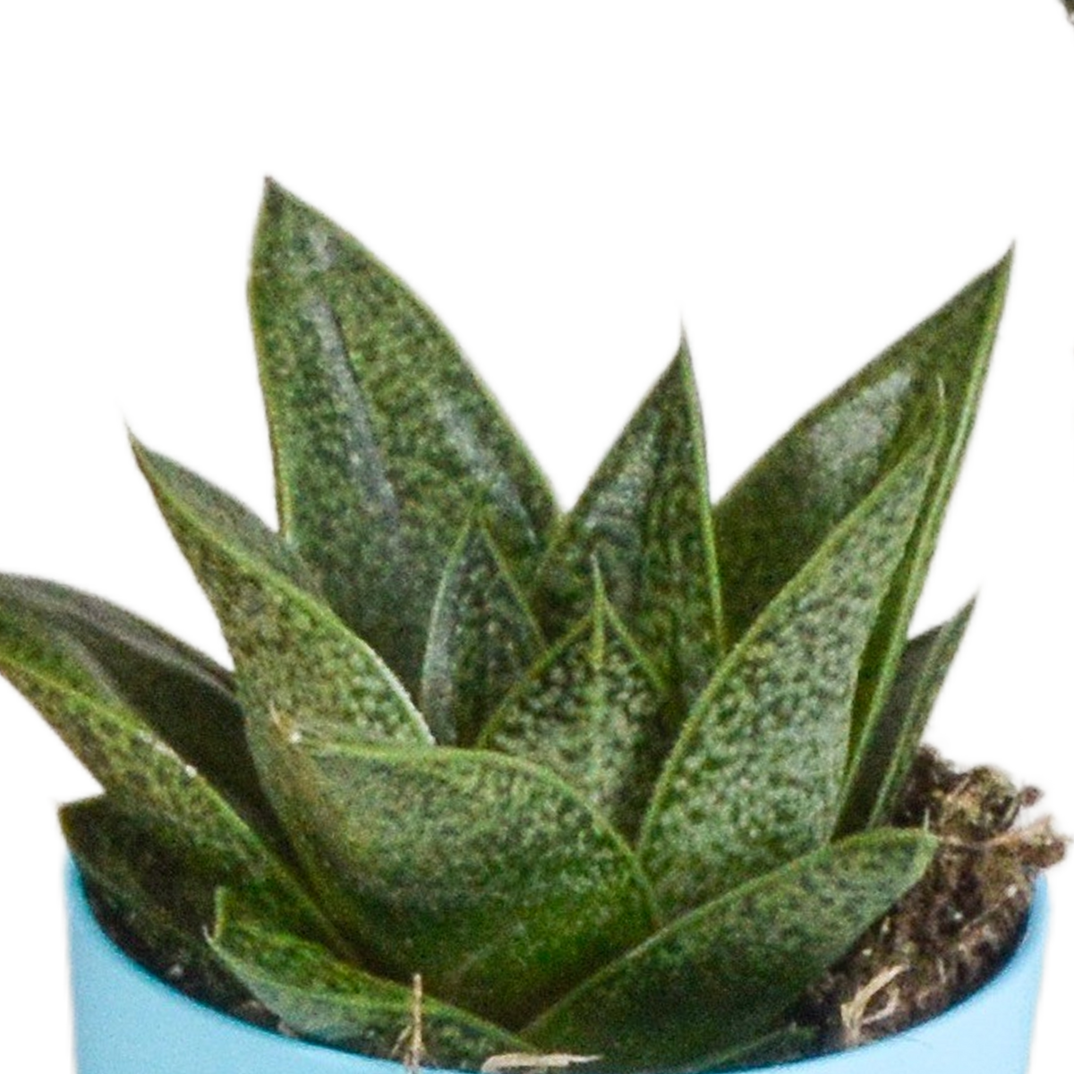 Gasteria/Haworthia mix 5,5cm - 5x - in gekleurde plasticpot