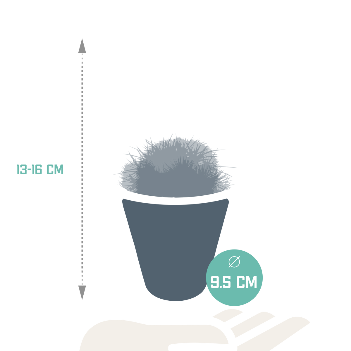 Bolcactus mix 8,5 cm | 3 stuks - in witte pot