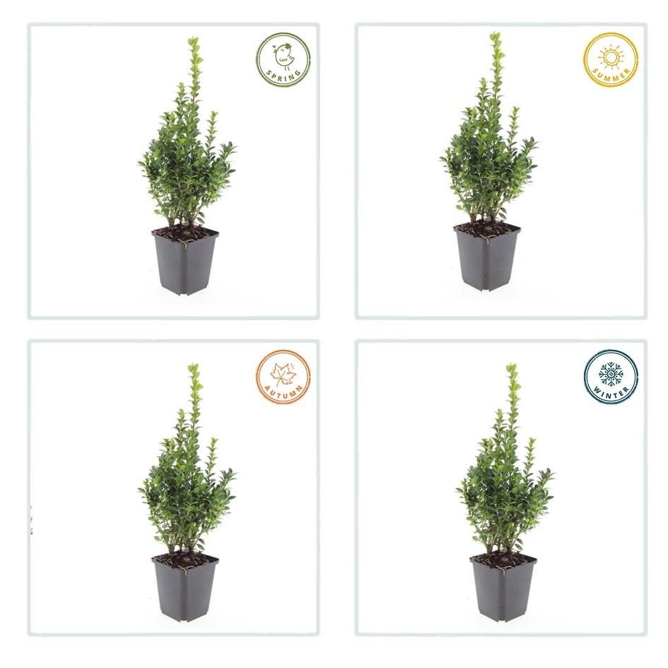 12x Buxus Sempervirens - ↕10-25cm - Ø9cm