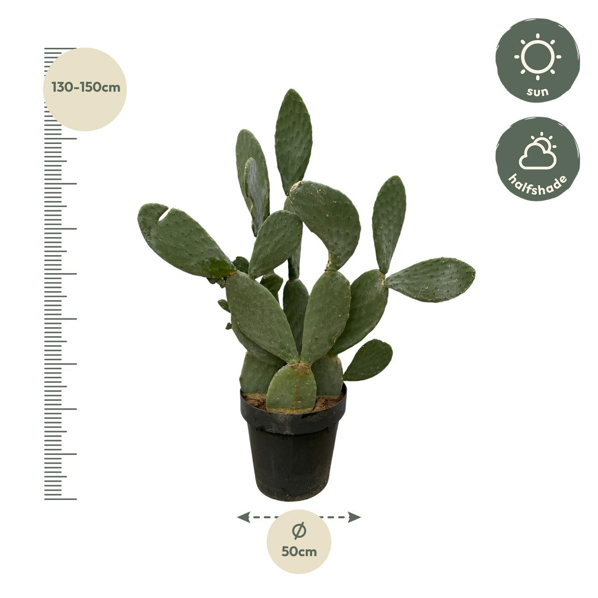 Cactus Opuntia - 120cm Ø38cm