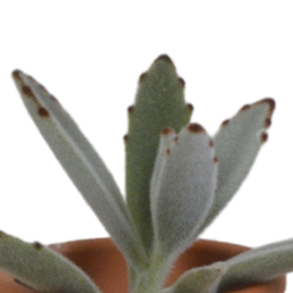 Vetplanten mix 5.5 cm - 5x - in terracotta pot
