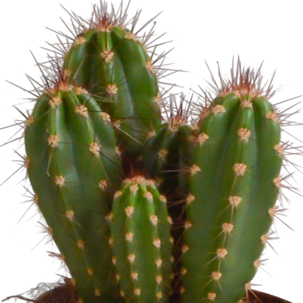 Cereus mix 10,5cm - 3x - in Mexicaanse pot