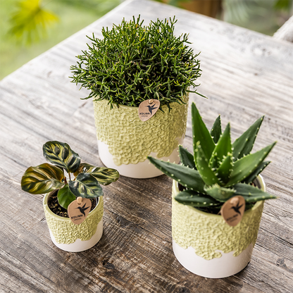 Kolibri Home | Bloom sierpot - Green - Ø12cm