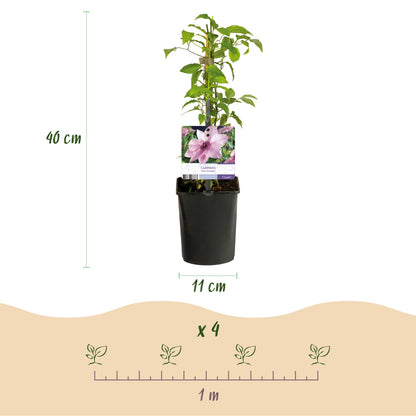 Klimplant - Clematis Pink Fantasy - Bloem Roze - Weinig onderhoud -2 planten -  Pot 11cm Hoogte 40cm
