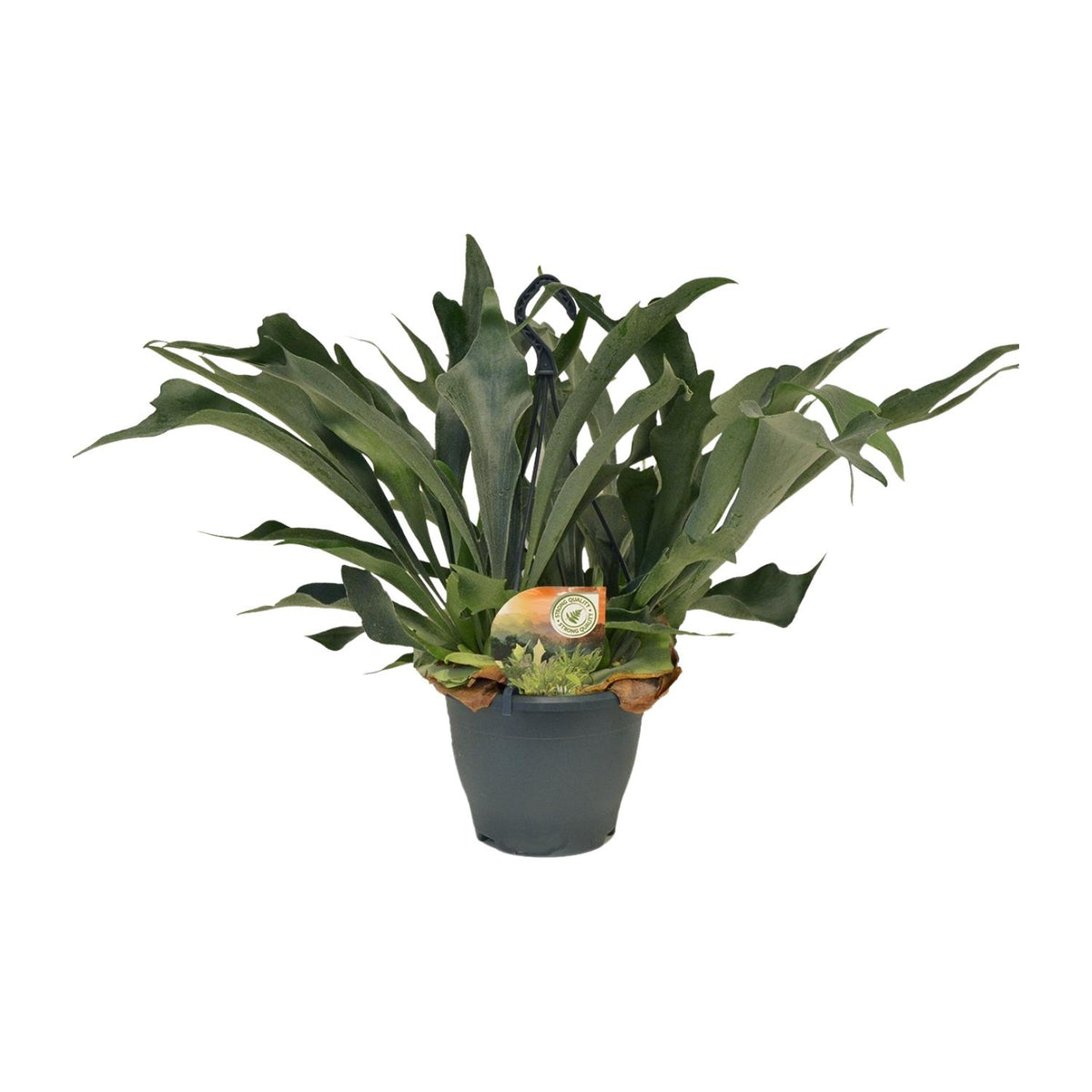 Platycerium Bifurcatum - Ø21cm - ↕50cm