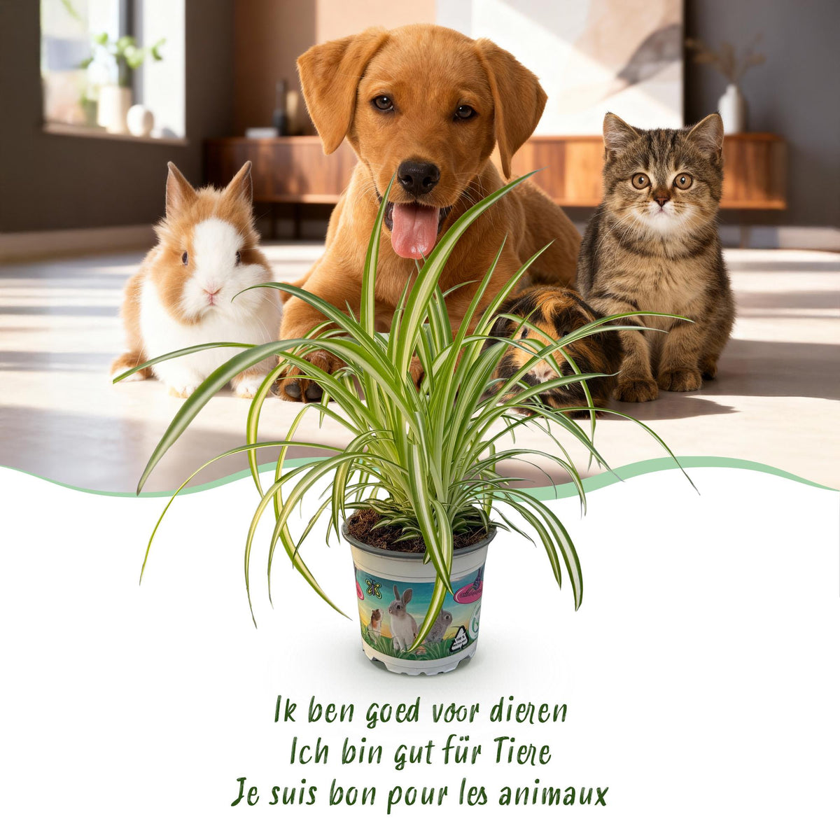 Kamerplant - Chlorophytum comosum Variegatum - Bonte Graslelie - Huisdiervriendelijke Plant - Groen - 4 Planten - met Potter Wit - Pot 12cm - Hoogte 20cm