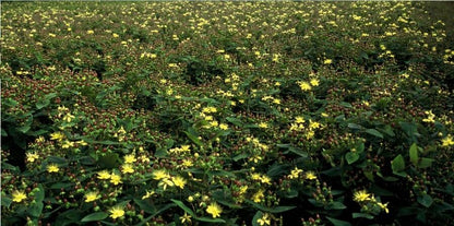60x Hypericum inodorum - ↕10-25cm - Ø9cm