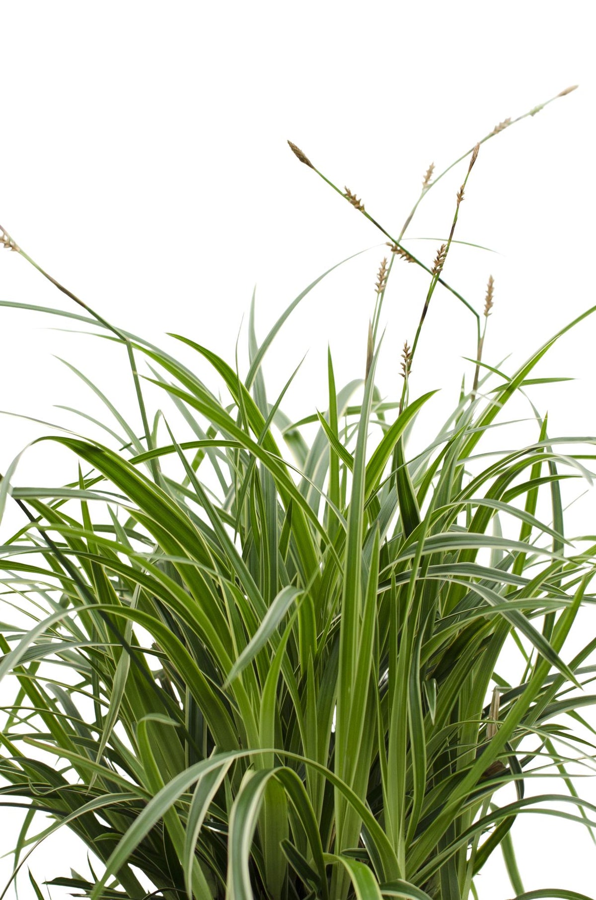 Carex morrowii 'Ice Dance' - Ø14cm - ↕30cm
