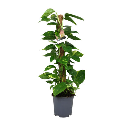 Scindapsus Epipremnum - Ø19cm - ↕80cm