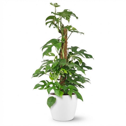 Kamerplant - Mini Gatenplant - Monstera Minima Mosstok - Groen - Weinig onderhoud - 1 Plant - met Potter Wit - Pot 19cm - Hoogte 90cm
