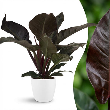 Kamerplant - Philodendron - Philodendron Imperial Red - Rood - Weinig onderhoud - 1 Plant - met Potter Wit - Pot 19cm - Hoogte 60cm