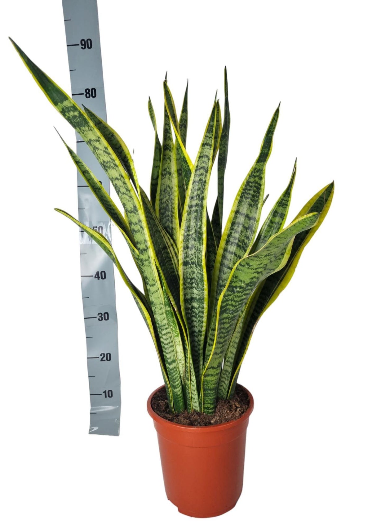 Sansevieria Laurentie - 90cm