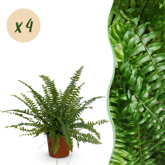 Kamerplant - Nephrolepsis exaltata Green Lady - Varen - Huisdiervriendelijk - Groen - 4 Planten - Pot 12cm - Hoogte 28-30cm