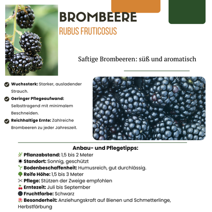 "Vruchten feestje" BIO Fruitplanten mix set van 3 verschillende soorten