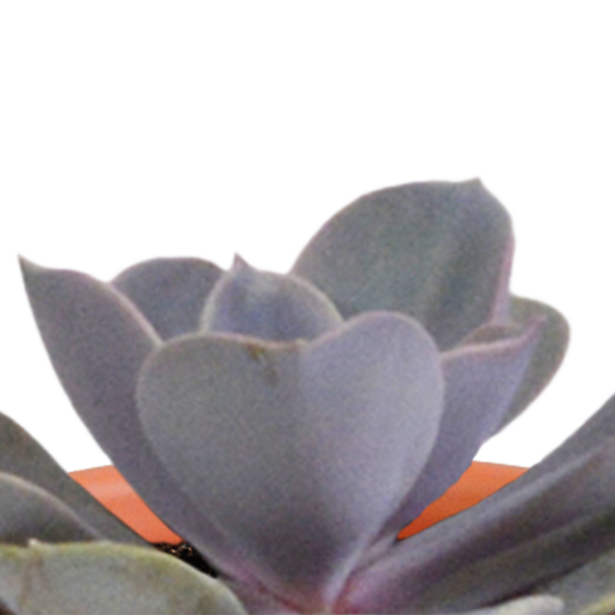 Cactus en vetplanten mix 5.5 cm | 15 stuks - in terracotta pot