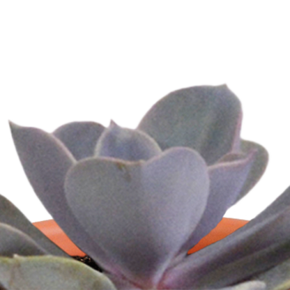Cactus en vetplanten mix 5.5 cm | 15 stuks - in terracotta pot