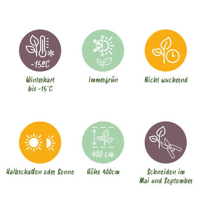8x Ligustrum ovalifolium - Gewone Liguster - Haagplanten - Groenblijvend - Groen - Pot 9cm - Hoogte 35-45cm