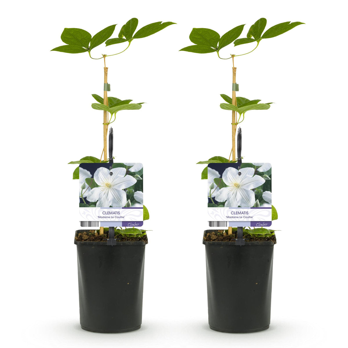 Klimplant - Clematis Madame Le Coultre - bloem wit - Weinig onderhoud -2 planten -  Pot 11cm Hoogte 40cm