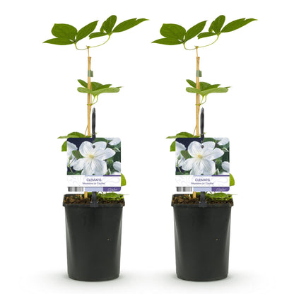 Klimplant - Clematis Madame Le Coultre - bloem wit - Weinig onderhoud -2 planten -  Pot 11cm Hoogte 40cm