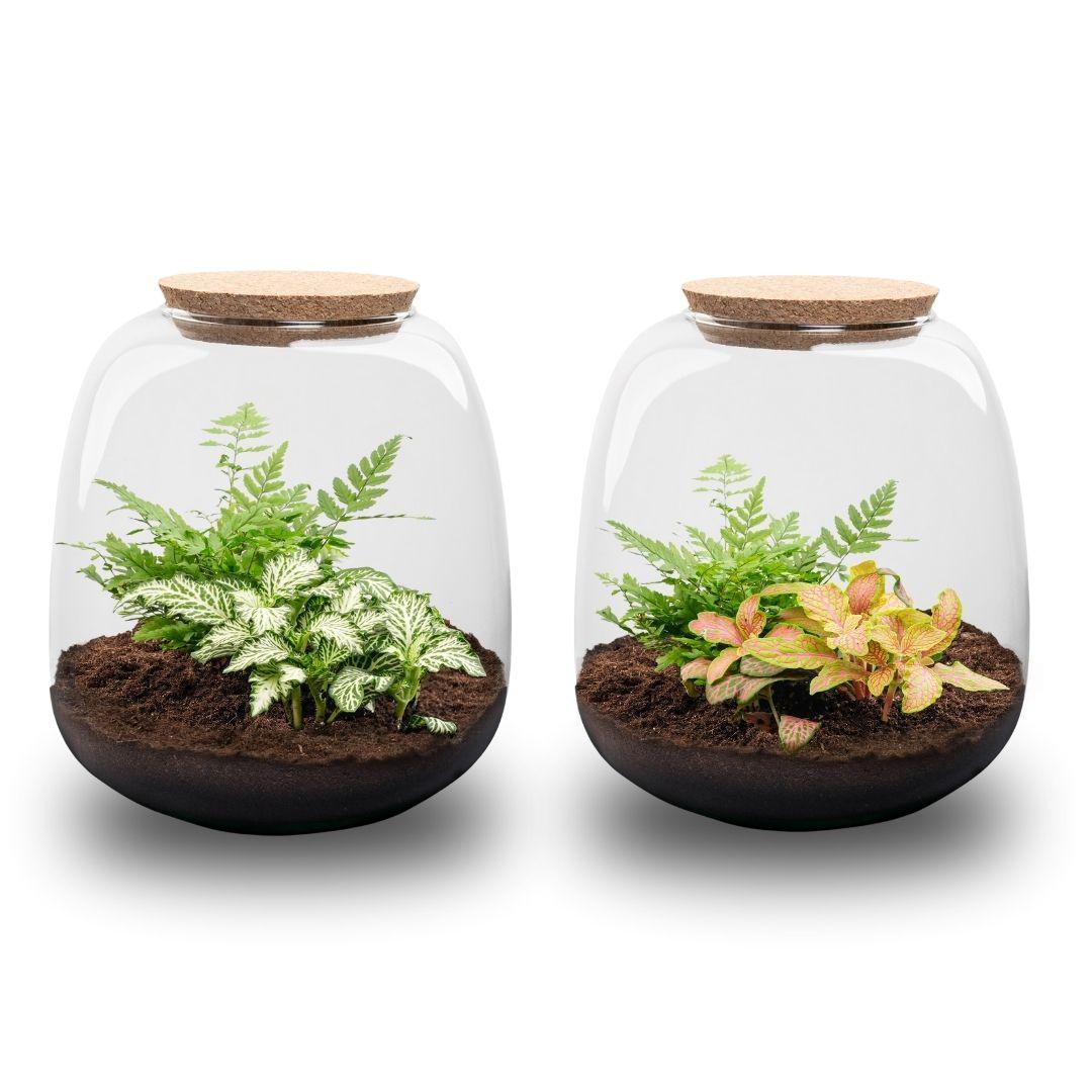 Planten terrarium - Emma Mini - DIY kit - ↑ 20 cm - Ø 19 cm - Fittonia White Tiger