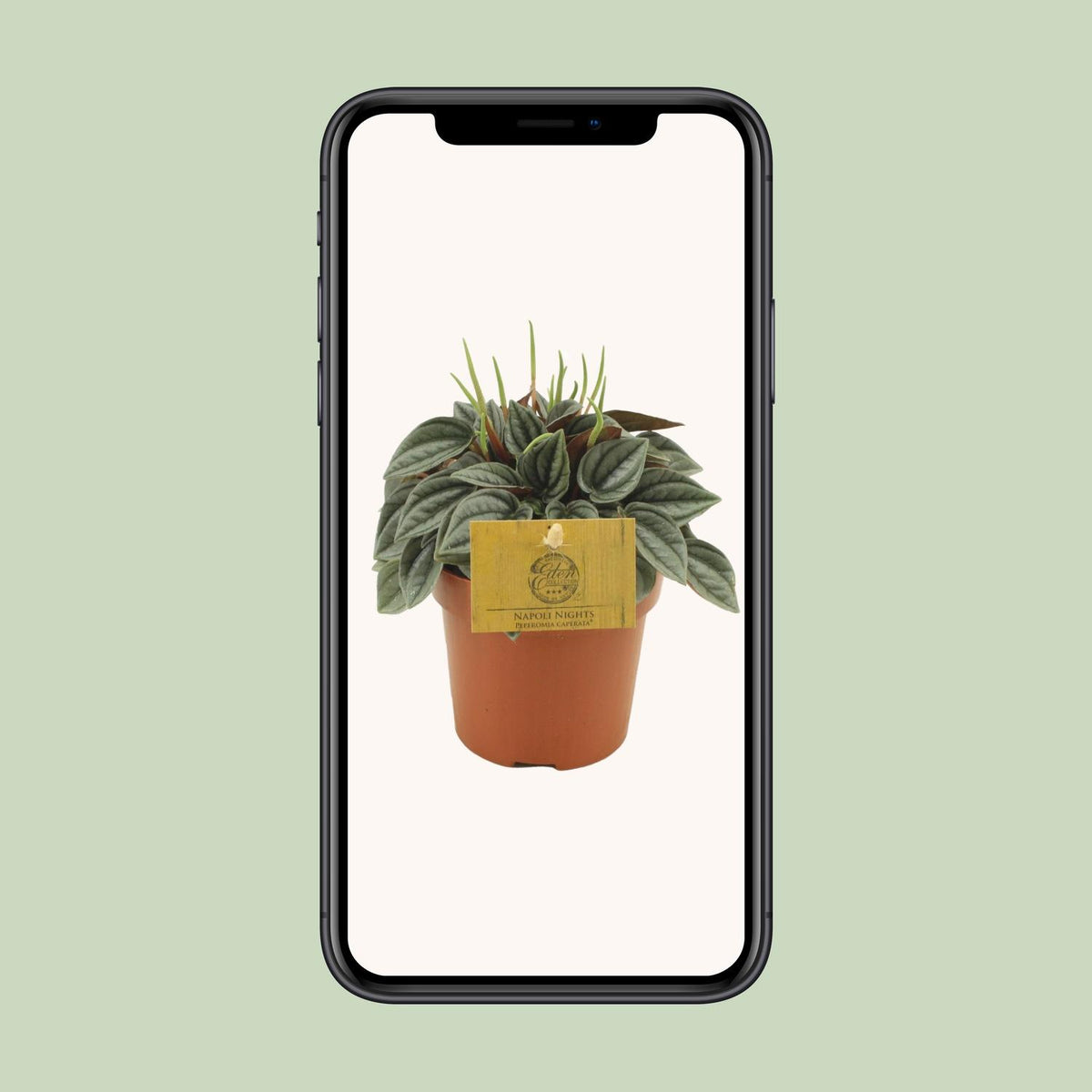 Peperomia Napoli Nights - Ø10,5cm - ↕15cm