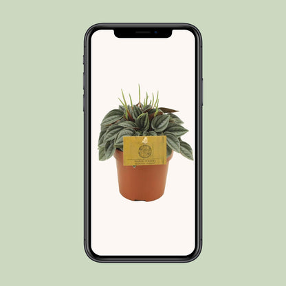Peperomia Napoli Nights - Ø10,5cm - ↕15cm