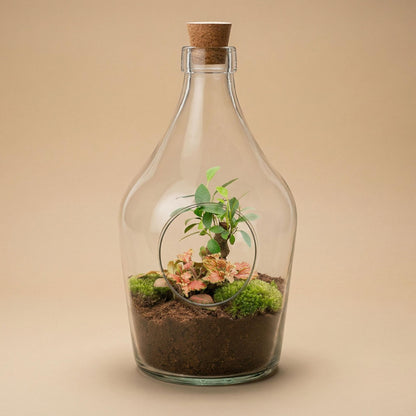 Open terrarium John - Bonsai & Ruby Lime  ↑ 30 cm