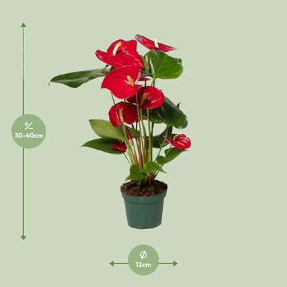Anthurium Red - Ø12cm - ↕40cm