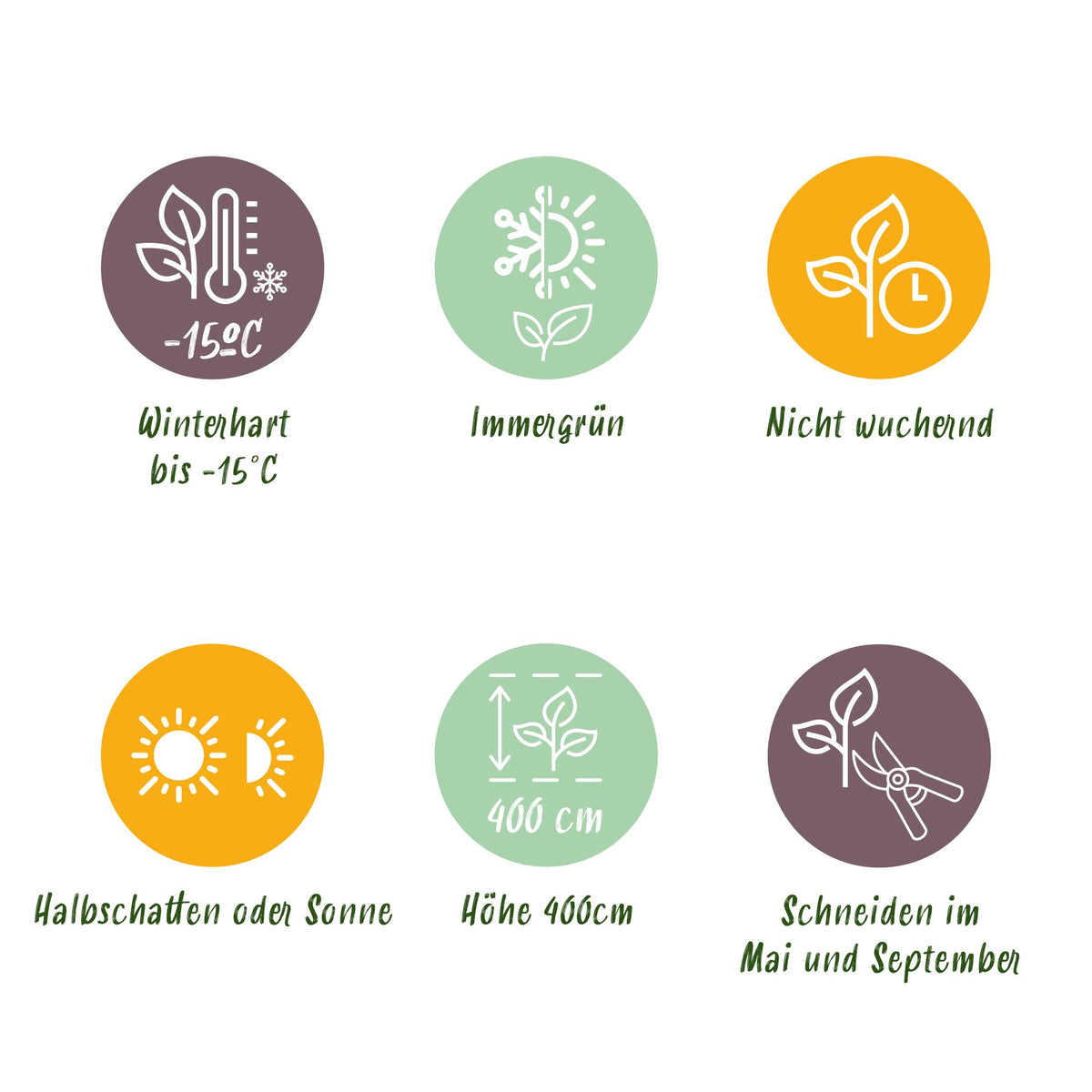 Haagplanten - Ligustrum ovalifolium -  blad groen - 6 planten - 1 strekkende meter - groenblijvend - pot 17cm hoogte 55cm