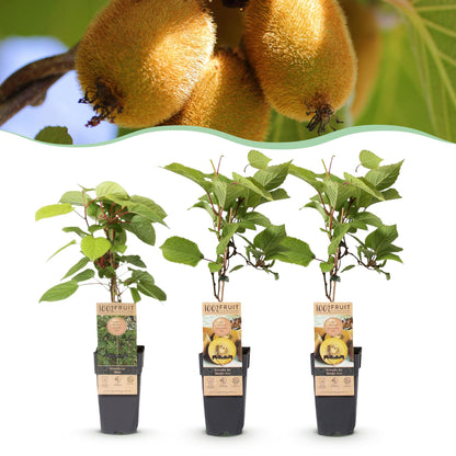 Fruitplant - Actinidia Weiki & Golden Kiwi - Kiwiplant - 1 Mannelijke - 2 Vrouwelijke - Planten - Geel - Pot 15cm - Hoogte 50cm