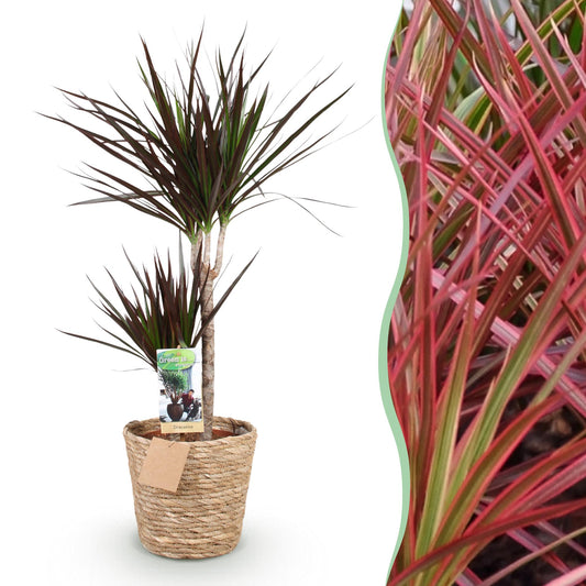 Green is... Kamerplanten - Dracaena Magenta - Drakenbloedboom - Weinig onderhoud - met mand - Groen - 1 Plant - Pot 21cm - Hoogte 90-100cm