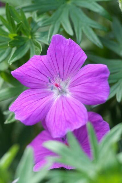 6x Geranium 'Tiny Monster' - ↕10-25cm - Ø9cm